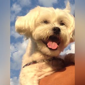 Meet your Posher, Bobbie